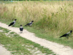 10-IMG_5610_Znayut vorony.jpg